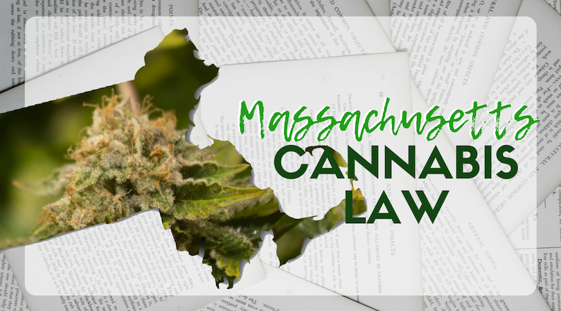 Massachusetts Cannabis Law | Curious Cultivations