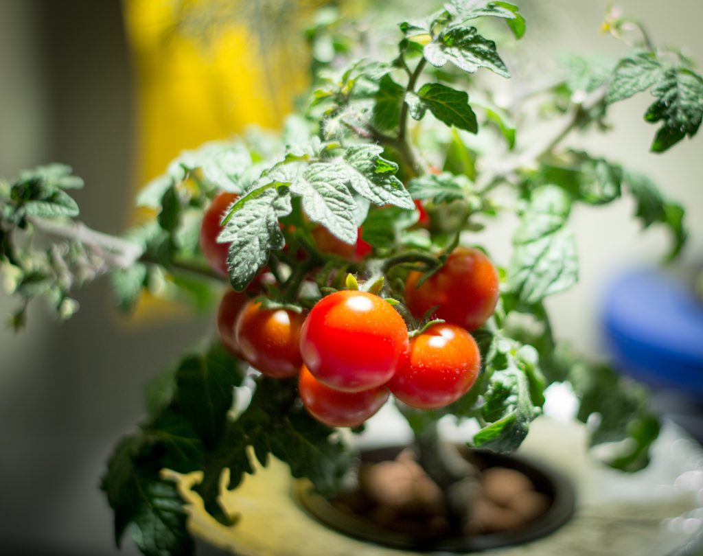 Growing Hydroponic Indoor Tomatoes Curious Cultivations